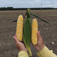 Sweet Corn Midnight F1 Seed