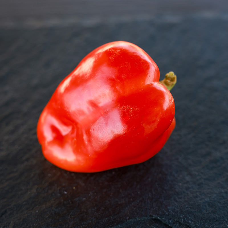 silverado herbicide Pepper Silverado F1 Seed RAW / 1,000 seeds / UNTREATED