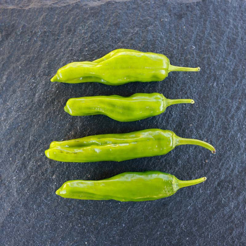 katana herbicide Pepper Katana F1 Seed RAW / 1,000 seeds / UNTREATED