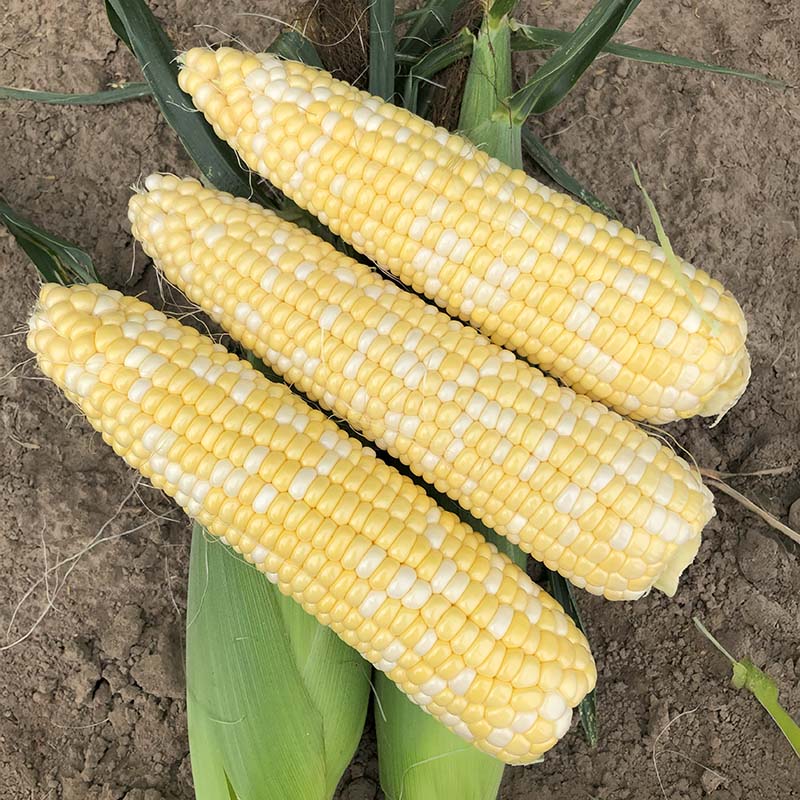 Sweet Corn Golden Gem F1 Seed – Harris Seeds