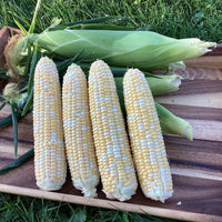 Sweet Corn GSH4010BC F1 Seed