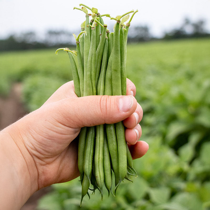 Bean Elegance Seed – Harris Seeds