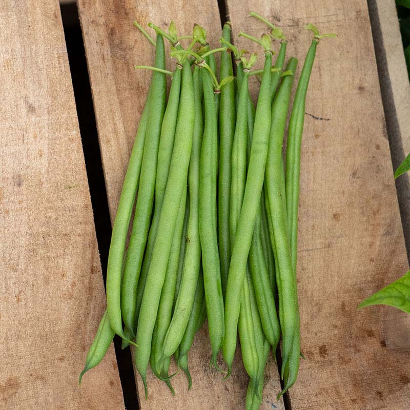 Bean Elegance Seed – Harris Seeds