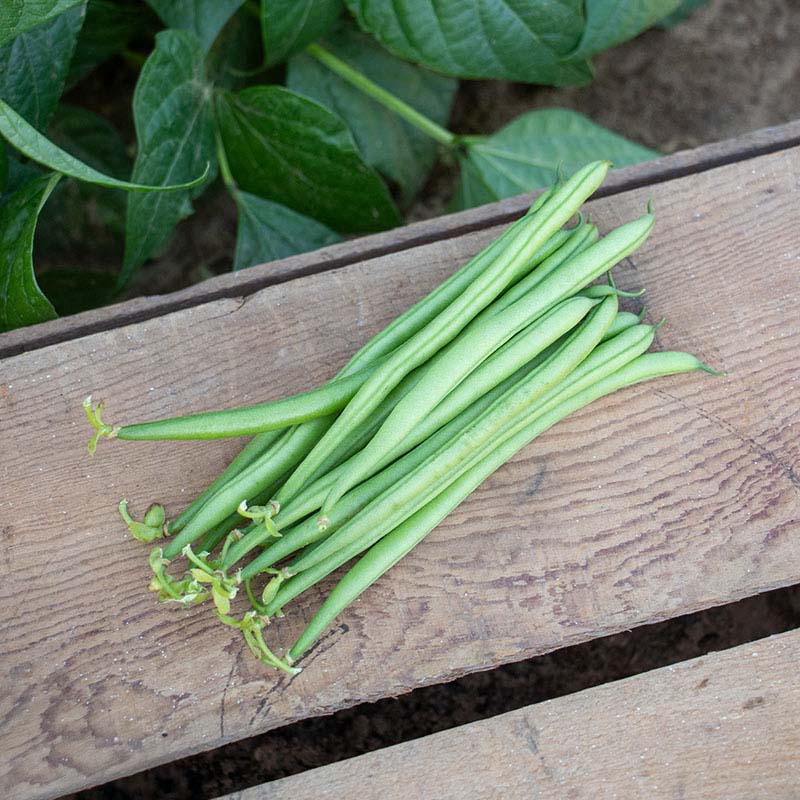 Bean Elegance Seed – Harris Seeds
