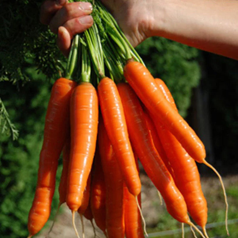 bolero herbicide Carrot Bolero F1 Seed RAW / 250 seeds / UNTREATED