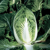 Cabbage Yuki F1 Seed