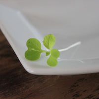 Cabbage Yuki F1 Seed