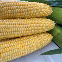Sweet Corn Moonstruck F1 Seed
