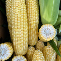 Sweet Corn Moonstruck F1 Seed