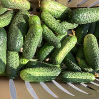 Cucumber Artemis F1 Seed