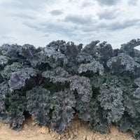 Kale Rubybor F1 Seed