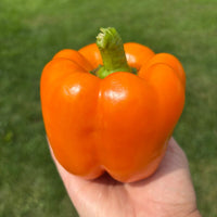 Pepper SVPB8500 F1 Seed