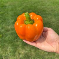 Pepper SVPB8500 F1 Seed
