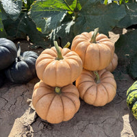 Pumpkin Sandita F1 Seed