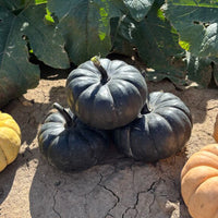 Pumpkin Nightfall F1 Seed