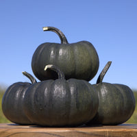 Pumpkin Nightfall F1 Seed