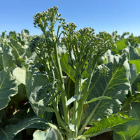 Broccoli Delistem SBS-04601 F1 Seed