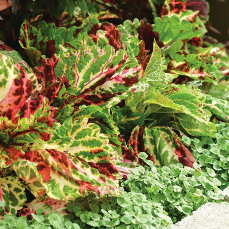 kong herbicide Harris Seeds Coleus Kong Mosaic Seed, Gardens and Bedding