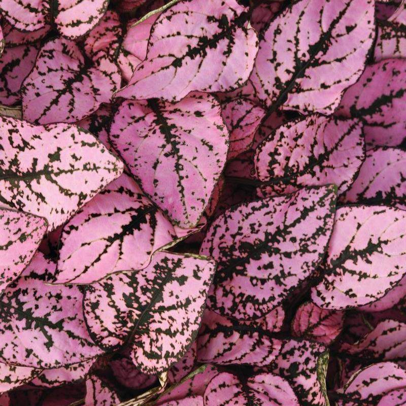 pink polka dot plant seeds Hypoestes Splash Select Pink Seeds - UNTREATED