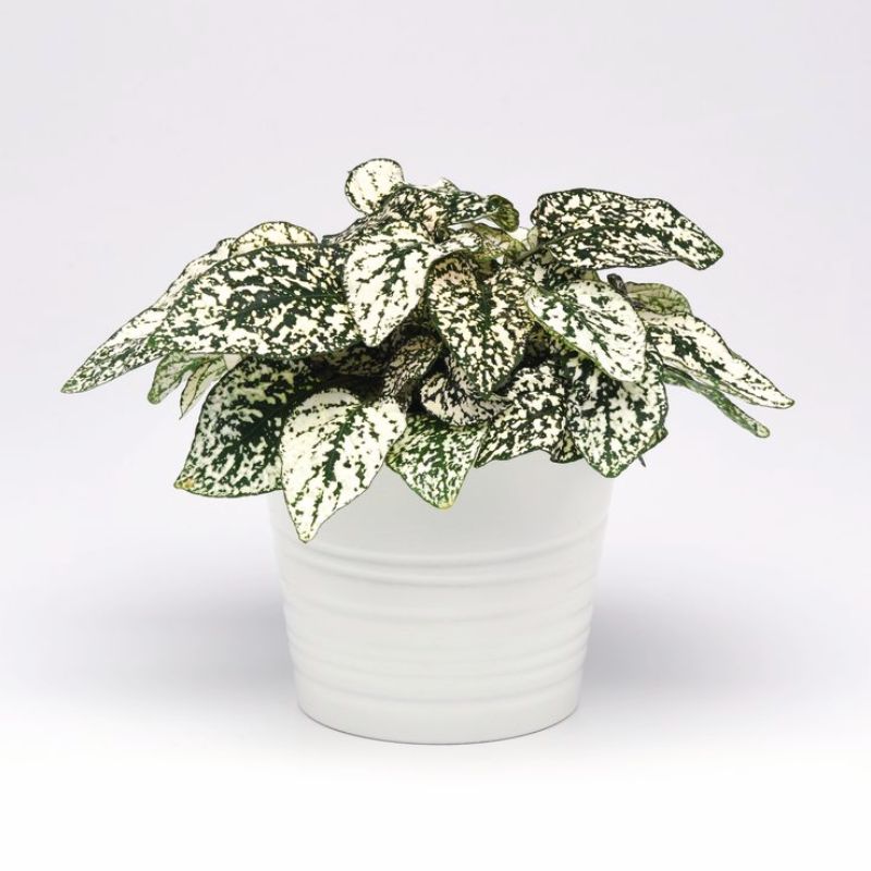 Harris Seeds - Hypoestes Splash Select White Plant Seeds