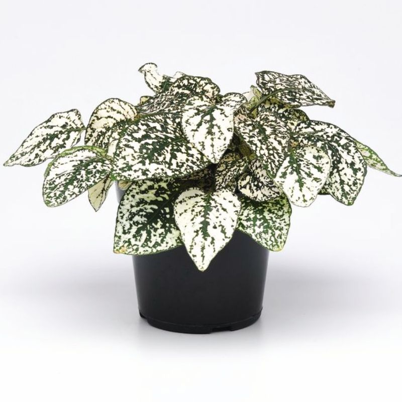 polka dot plant seed Harris Seeds - Hypoestes Splash Select White Plant Seeds