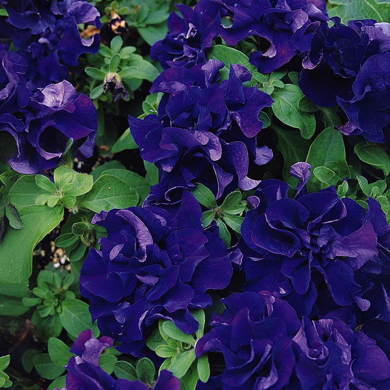 double petunia flower seeds Petunia Double Cascade Blue F1 Seed