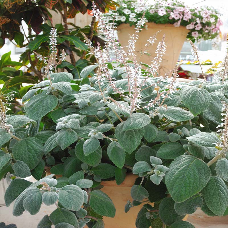 plectranthus indoor plants Plectranthus Silver Shield Seed PELLETED / 100 seeds / UNTREATED