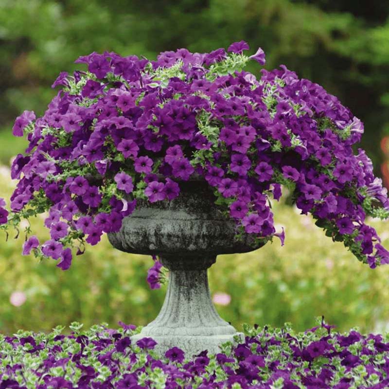 petunias from seed to flower Petunia Easy Wave Blue F1 Seed – Harris Seeds