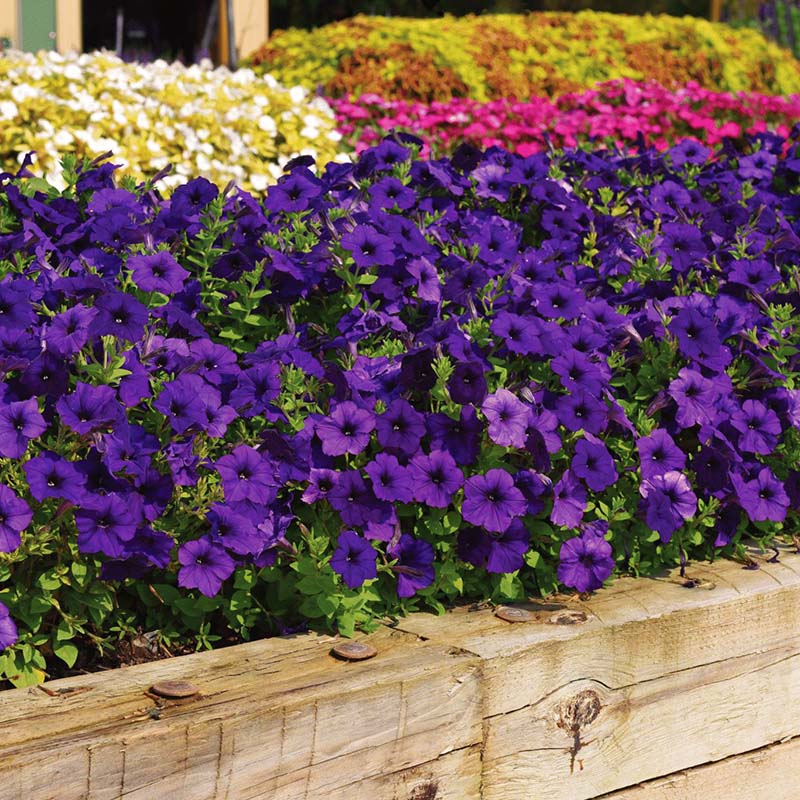 planting wave petunia seeds Petunia Easy Wave Blue F1 Seed Pelleted / 100 Seeds / Untreated