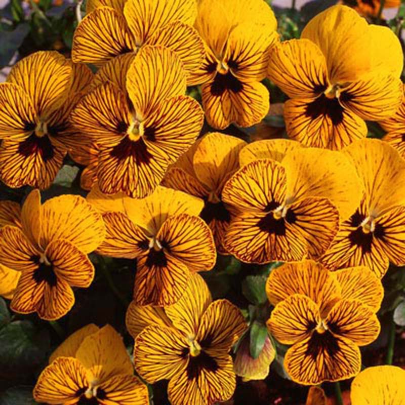 amazing purple tiger face flower seeds Viola Angel Tiger Eye Yellow F1 Seed – Harris Seeds