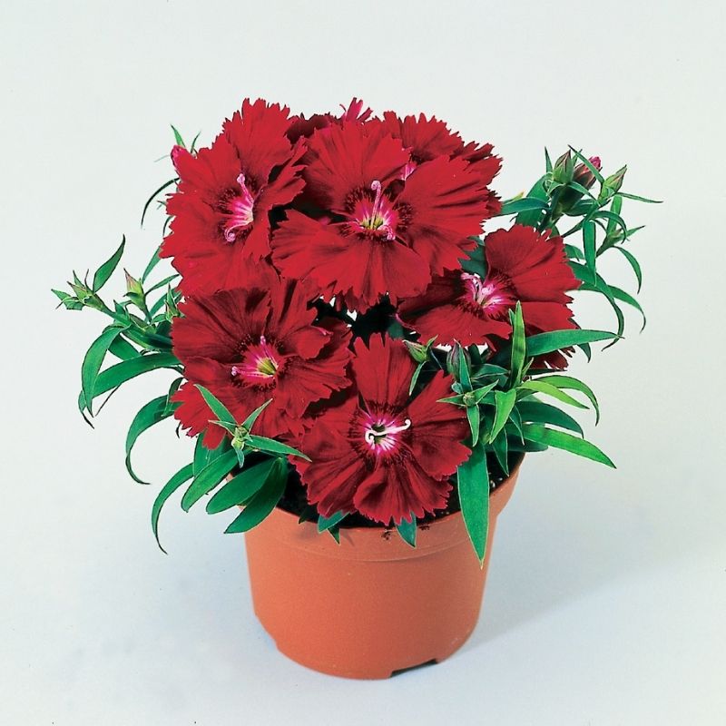 Dianthus Diana Crimson F1 Seed – Harris Seeds