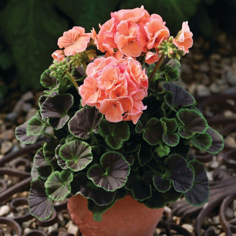 geraniums seeds Geranium Bullseye Salmon F1 Seed (Film Coat) Untreated