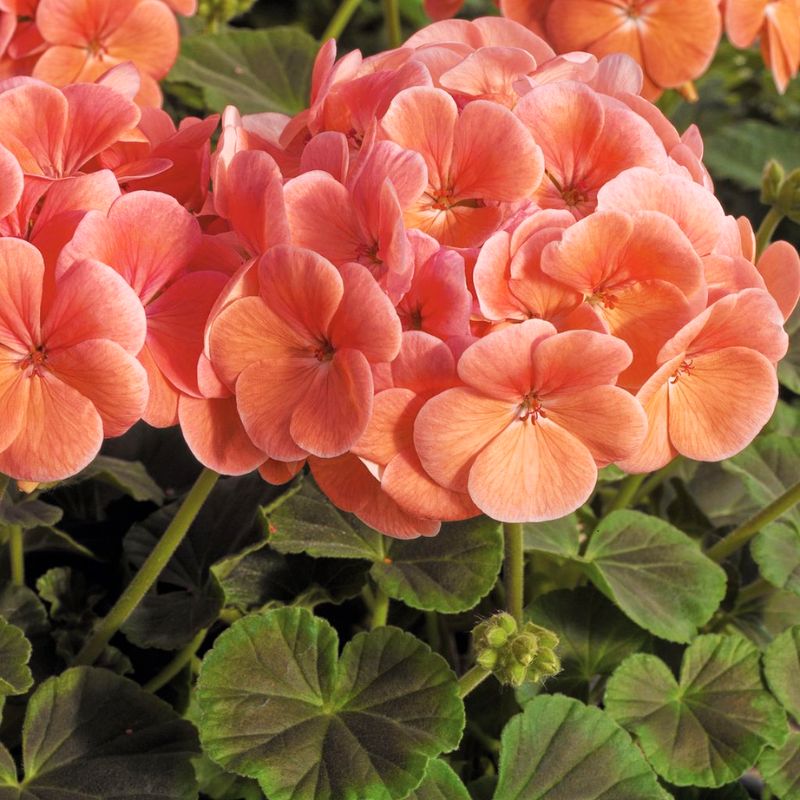 variegated geranium seeds Geranium Bullseye Salmon F1 Seed (Film Coat) Untreated