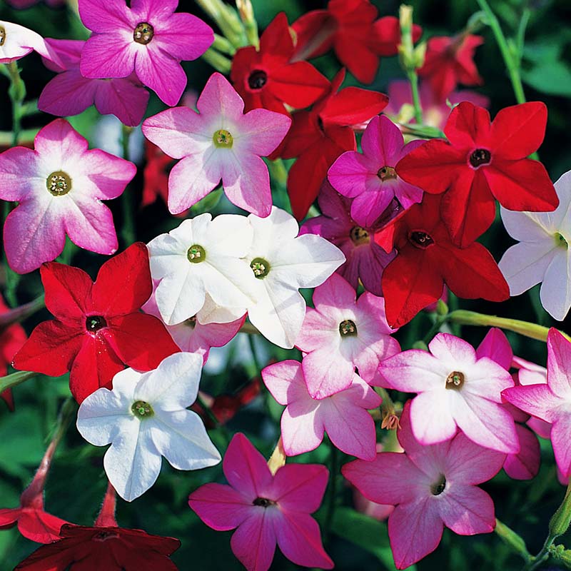 Nicotiana Perfume Mix F1 Seed – Harris Seeds - Main Image