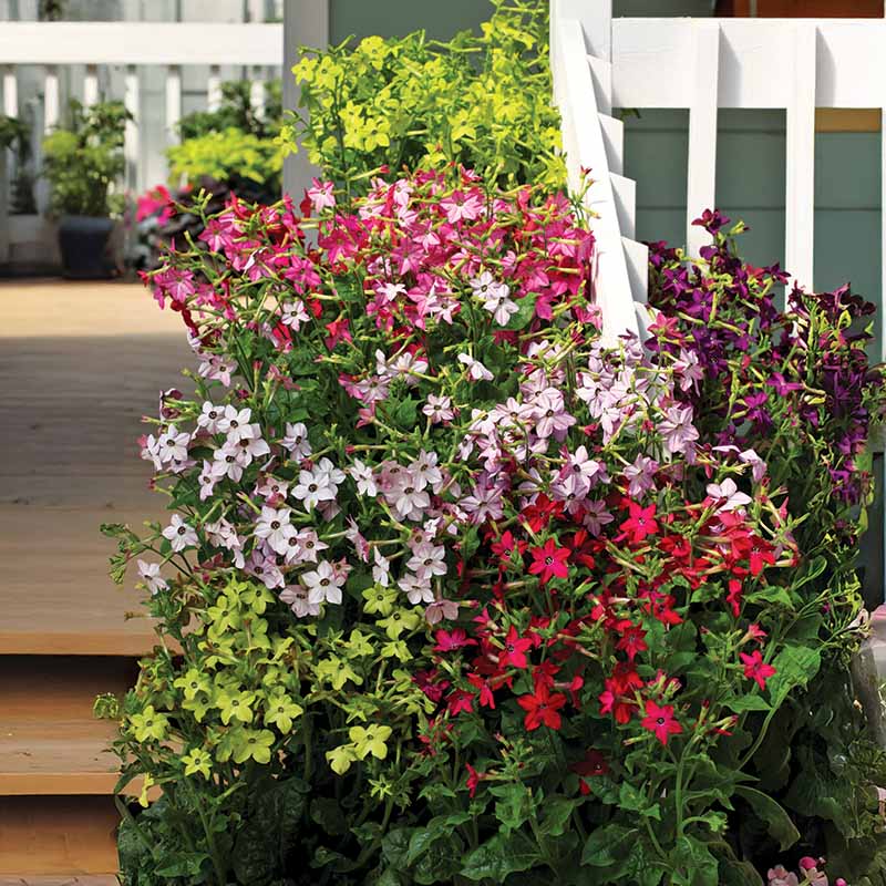 planting nicotiana seeds Nicotiana Perfume Mix F1 Seed