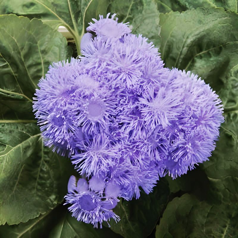 Ageratum High Tide Blue F1 Seed PELLETED / 500 seeds / UNTREATED