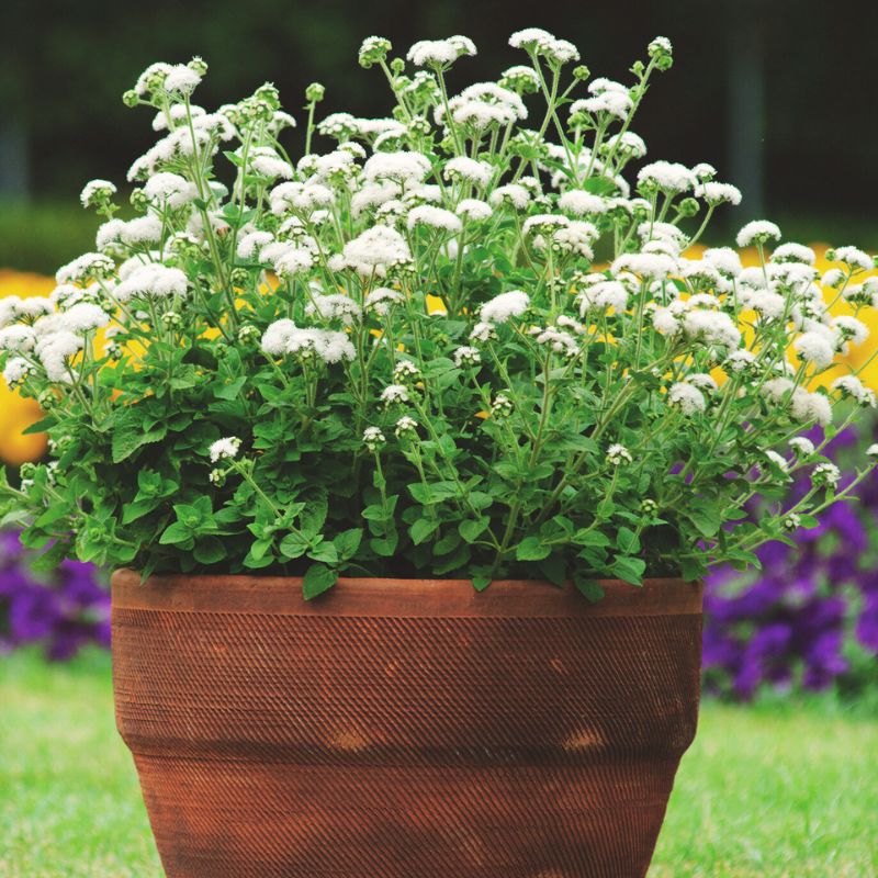 ageratum plant Ageratum High Tide White F1 Seed PELLETED / 500 seeds / UNTREATED