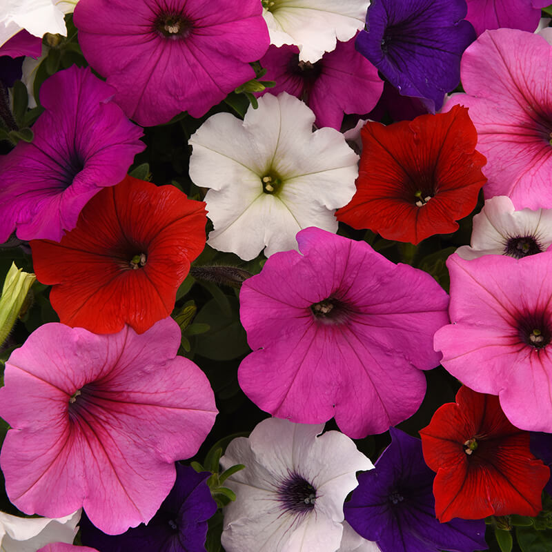 petunia potting mix Petunia Easy Wave Mix F1 Seed