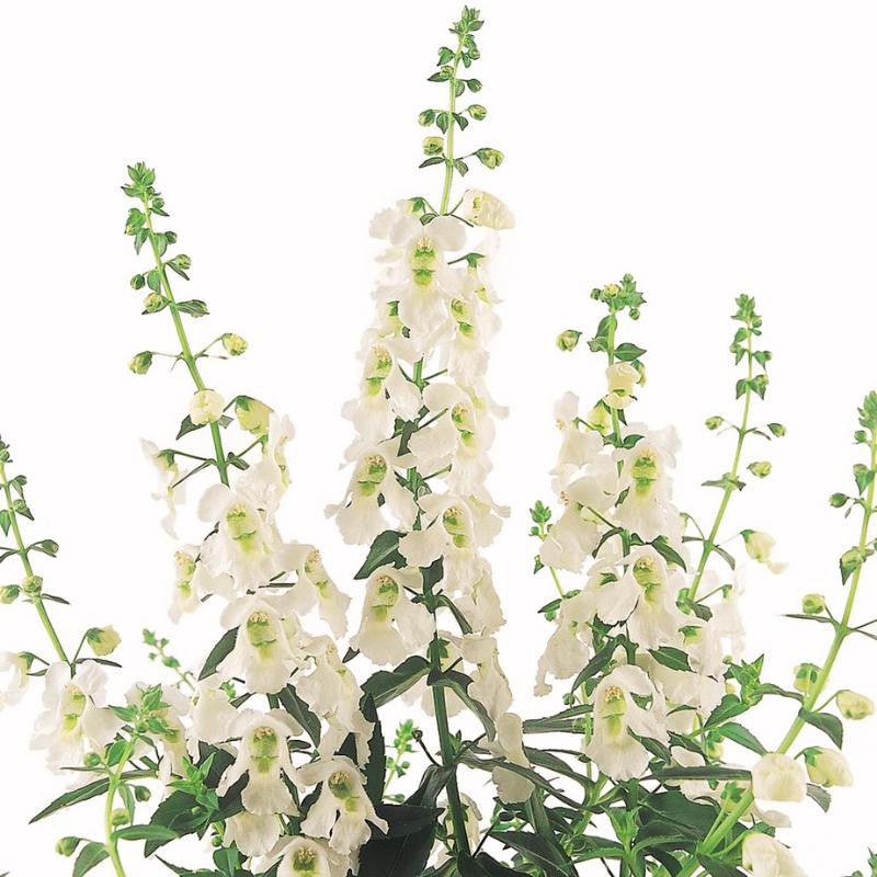 セリーナ①③7⑧9 Angelonia Serena Rose F1 Seed – Harris Seeds