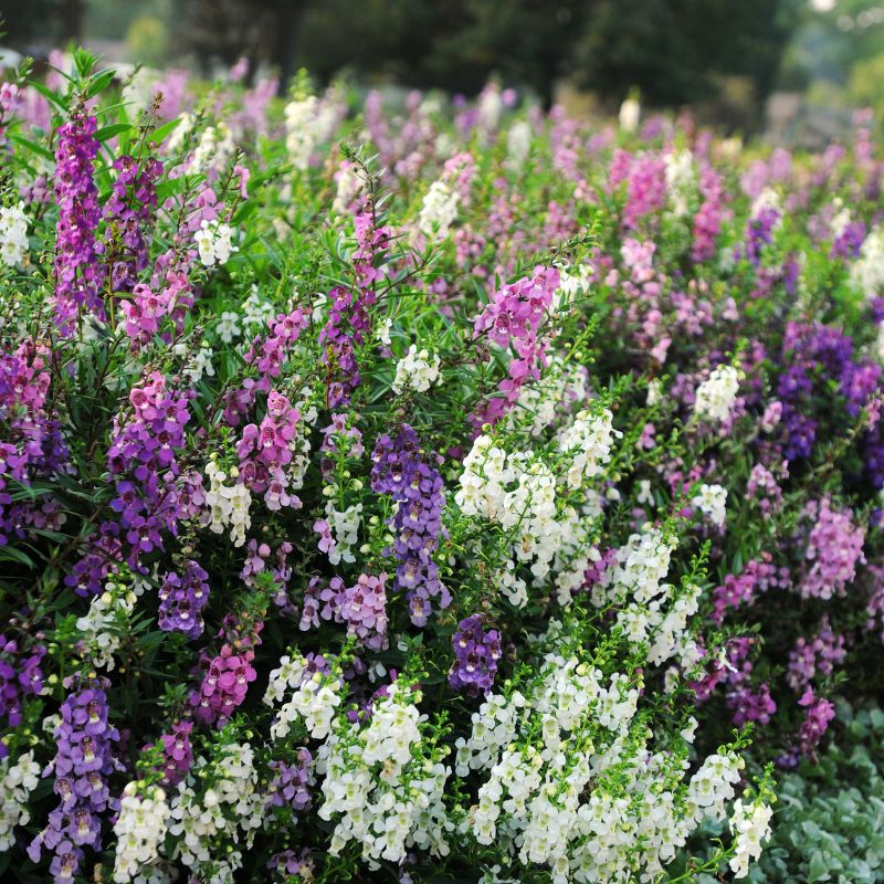 angelonia flower seeds Angelonia Serena Mix F1 Seed Pelleted / 50 Seeds / UNTREATED