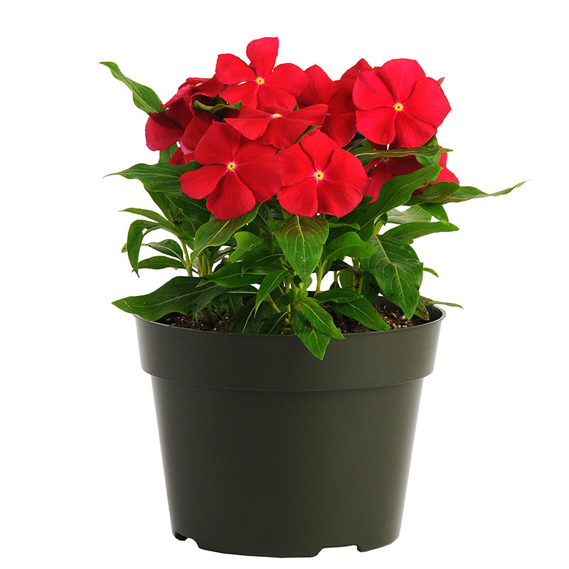 Vinca Pacifica XP Really Red Seed – Harris Seeds