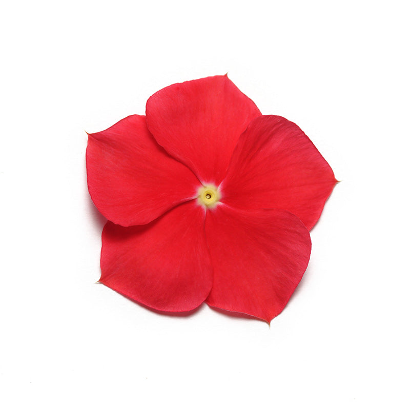 Vinca Pacifica XP Really Red Seed – Harris Seeds