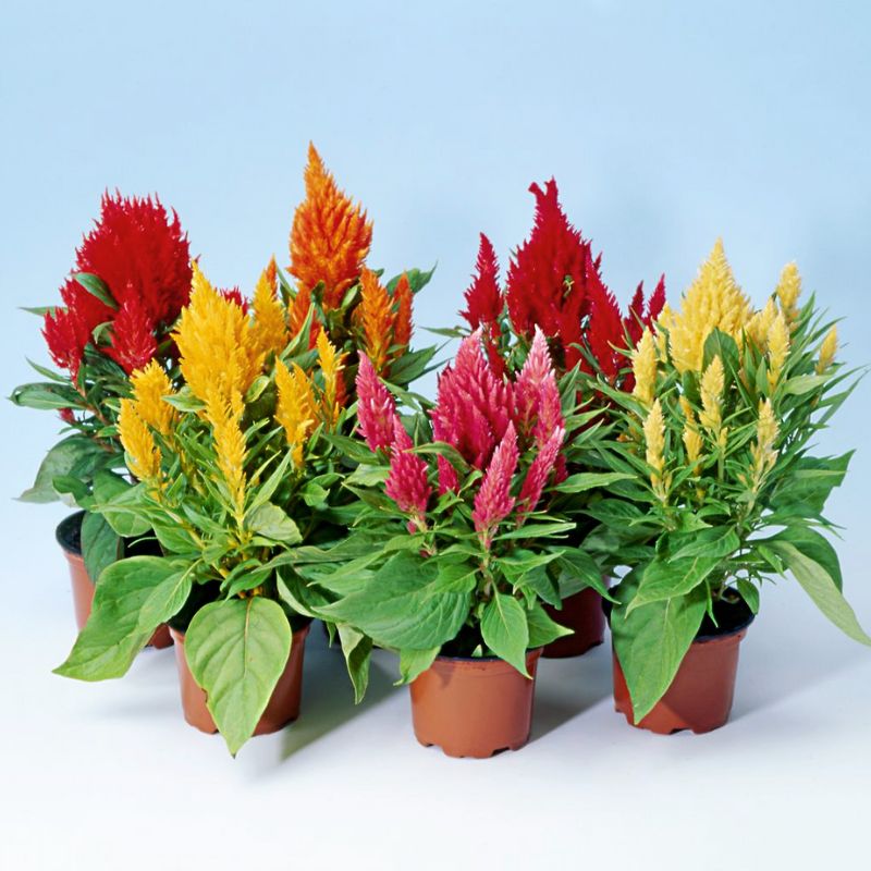 celosia potted plant Harris Seeds - Celosia Ice Cream Mix Seeds - Large, Tight Plumes
