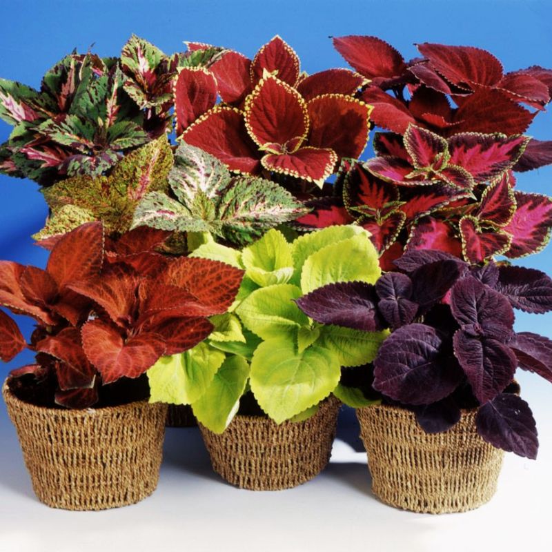 large seeds for planting Coleus Seeds - Coleus Giant Exhibition Mix of Seeds