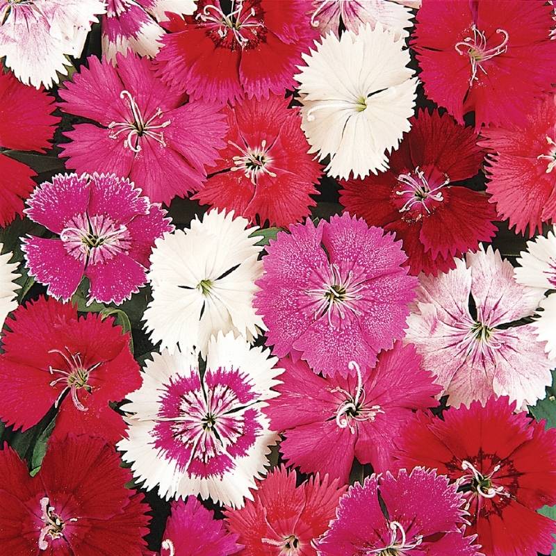 dianthus flower seed Harris Seeds - Dianthus Ideal Select Mix F1 Flower Seeds