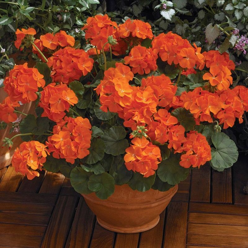 geranium patricia seeds Geranium Maverick Orange F1 Seed