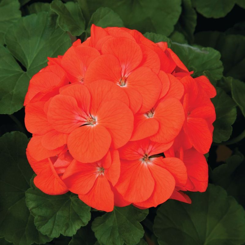 maverick corn herbicide Geranium Maverick Orange F1 Seed