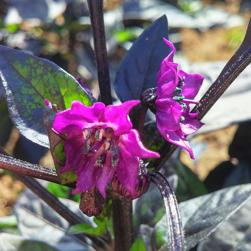 pearl plant seeds Harris Seeds Ornamental Pepper Black Pearl Plant Seeds