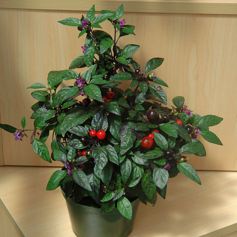 pearl plant seeds Harris Seeds Ornamental Pepper Black Pearl Plant Seeds