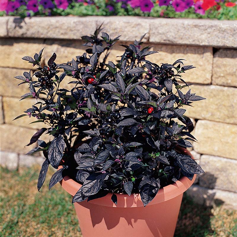 Harris Seeds Ornamental Pepper Black Pearl Plant Seeds